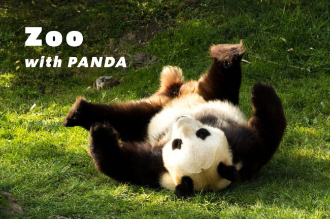 パンダに会える全国の動物園まとめ！撮影のコツや撮影ルールも解説