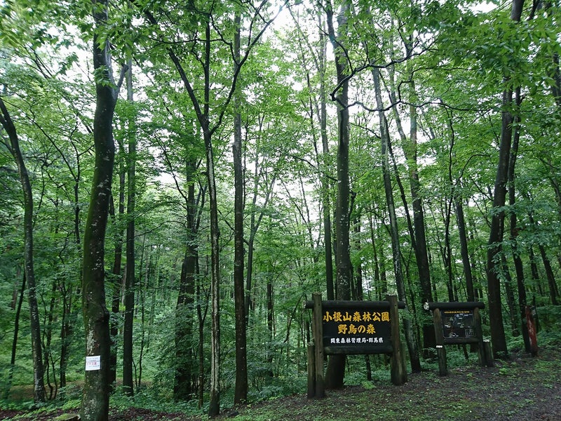 小根山森林公園　林