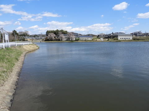桝箕が池