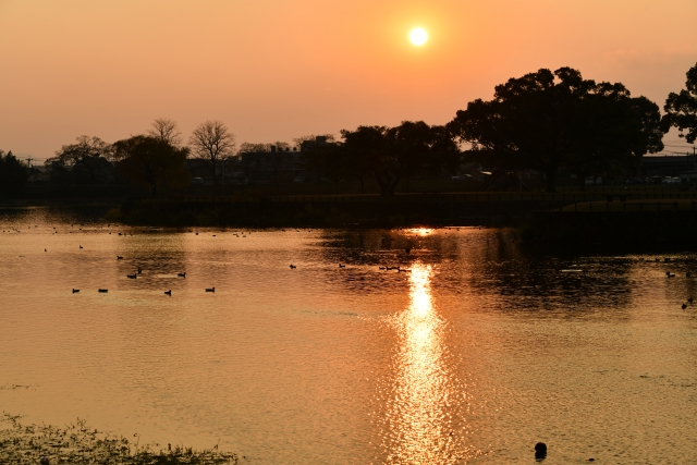 江津湖 夕焼け 野鳥
