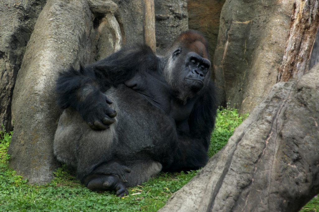 zoo-gorilla