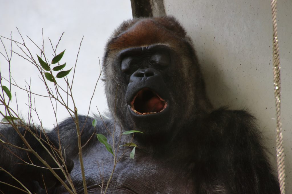zoo-gorilla