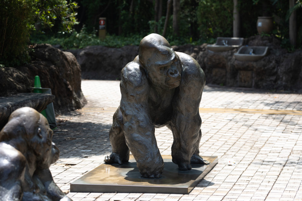 zoo-gorilla