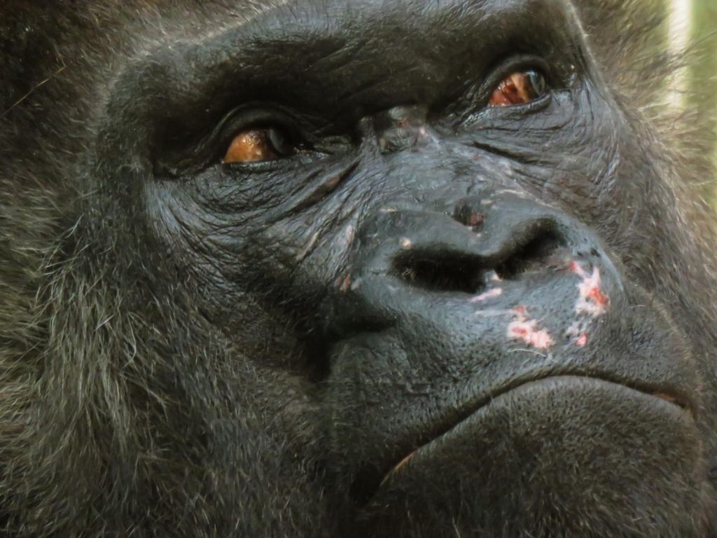 zoo-gorilla