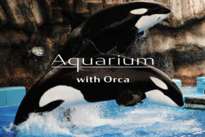 シャチがいる水族館は日本で3ヶ所！ショーの見どころも解説
