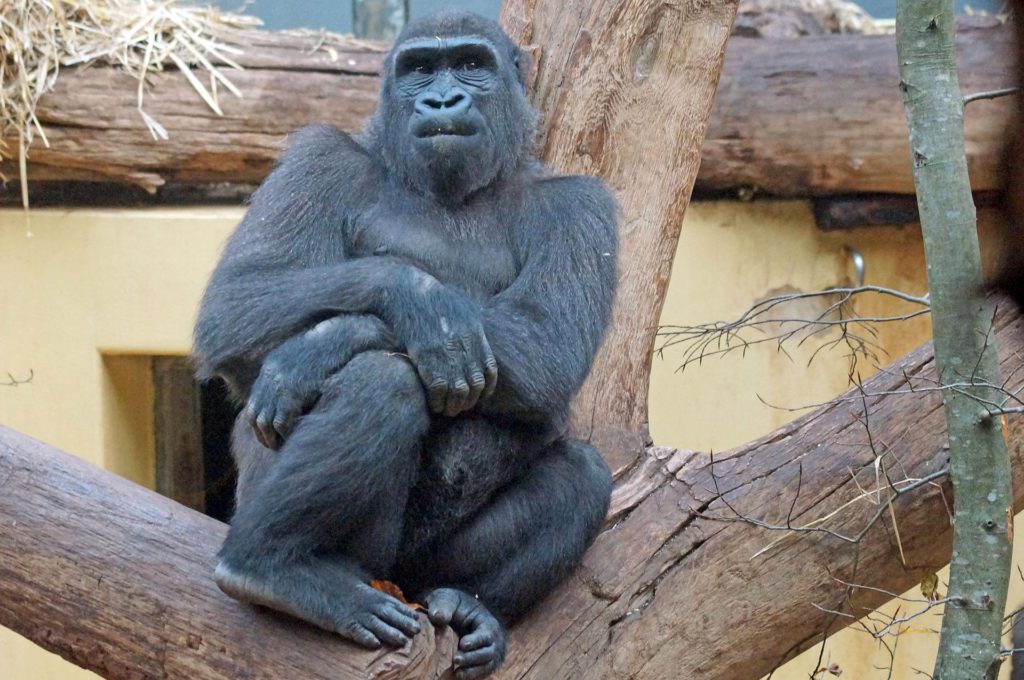 zoo-gorilla