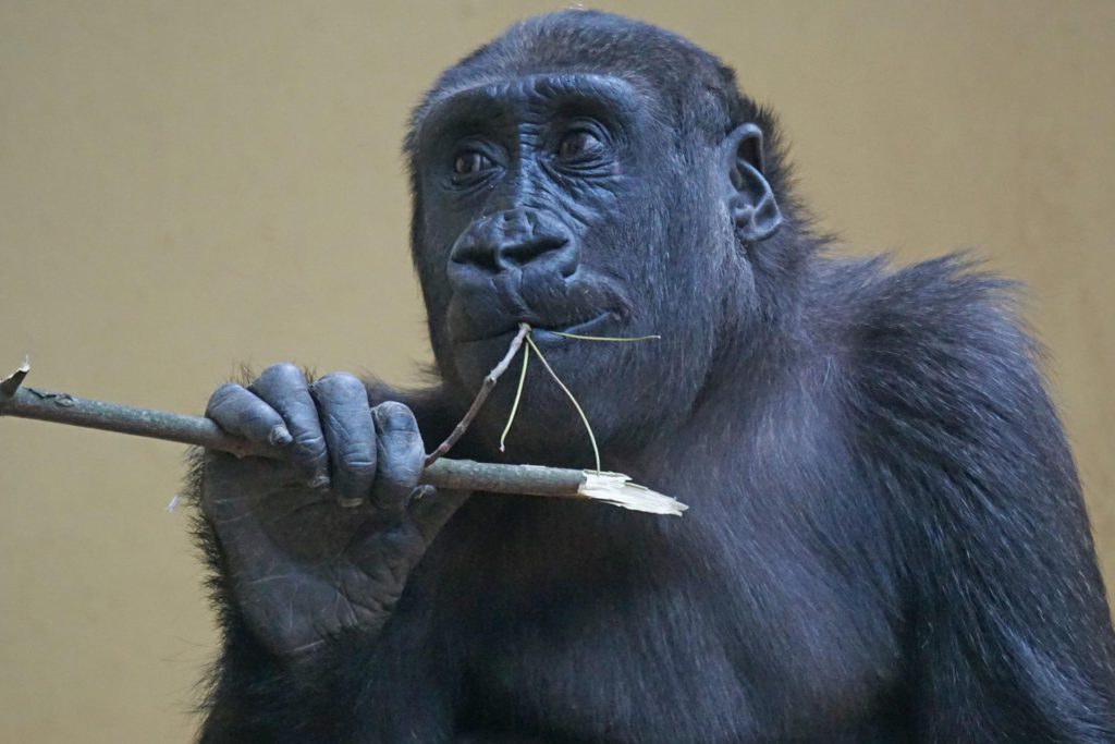 zoo-gorilla