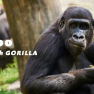 ゴリラがいる全国の動物園は6ヶ所！名前や頭数も解説