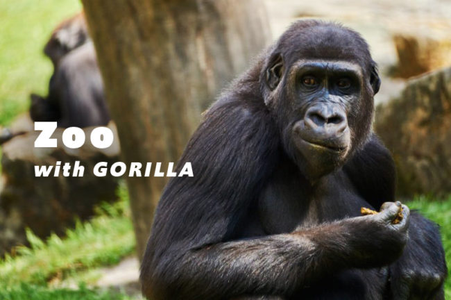 ゴリラがいる全国の動物園は6ヶ所!名前や頭数も解説