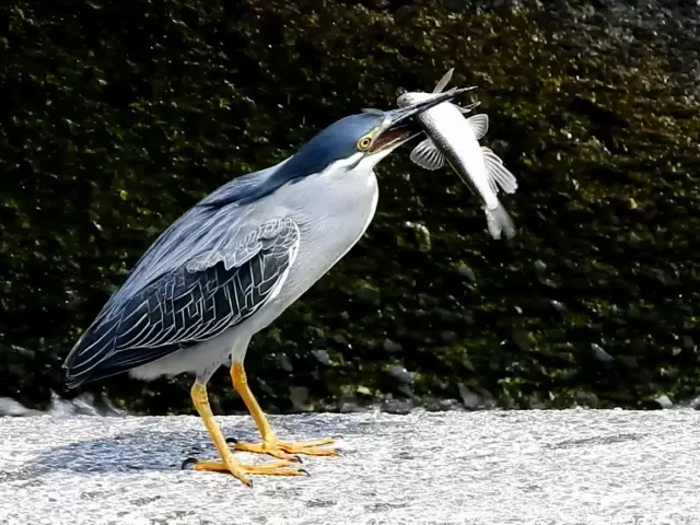 【中古】 くまもとの野鳥 写真図鑑/日本野鳥の会熊本県支部 Amazon.co.jp: くまもとの野鳥―写真図鑑 : 本