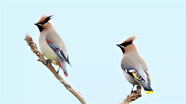 熊本県でオススメの野鳥撮影スポット5選！観察できる種類や季節