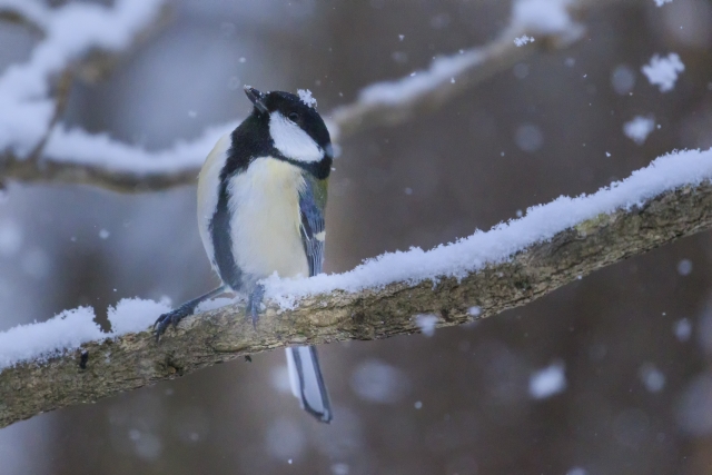 シジュウカラと雪