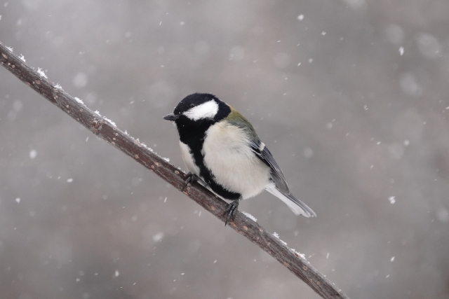 シジュウカラ小雪