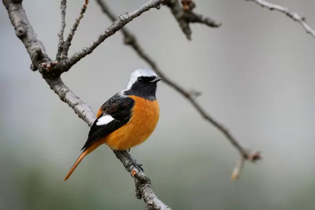 冬の野鳥10選 おすすめの撮影時期や観察スポットも解説 Goopass Animal Magazine