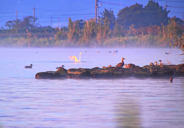 宍道湖西岸なぎさ公園 コハクチョウ