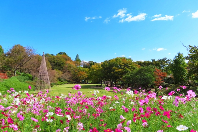 広島市植物公園 コスモス