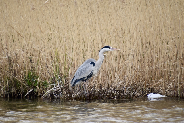 出島野鳥園 湿地