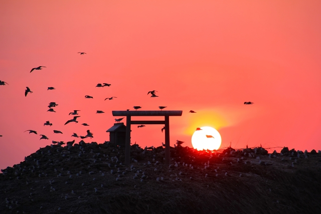 日御碕 ウミネコ 夕日
