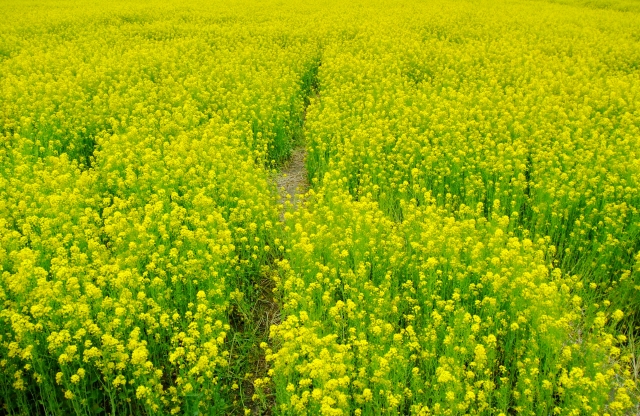 菜の花 笠岡湾干拓地