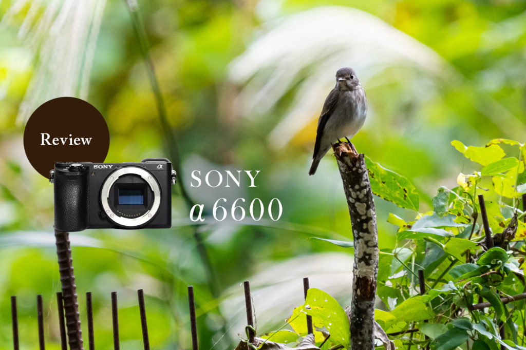 α6600