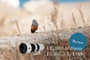 実写レビュー！SONY FE 200-600mm F5.6-6.3 G OSS SEL200600Gで野鳥を撮影してみた
