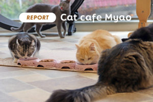 千葉県千葉市の猫カフェ「Myao」を訪問！撮影のコツも含めてレビュー