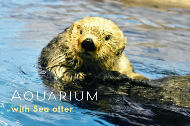 ラッコのいる水族館・動物園は日本で1ヶ所、2頭のみ！