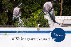 しながわ水族館をレビュー!本格的なイルカショーや大水槽を楽しめる