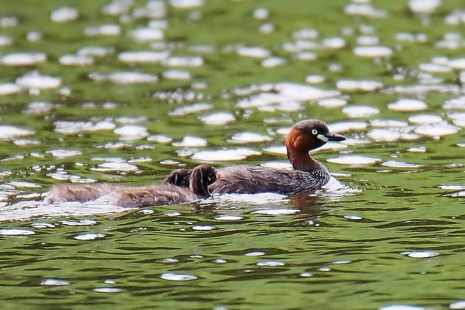 カイツブリ　水面