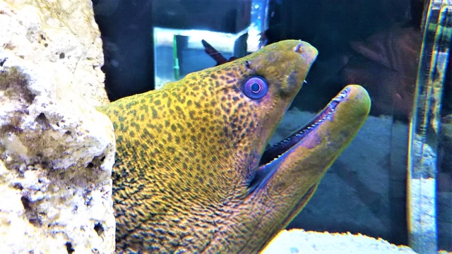 ニフレル ウツボ