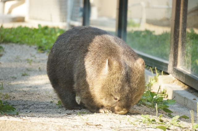 ウォンバット 五月山動物園
