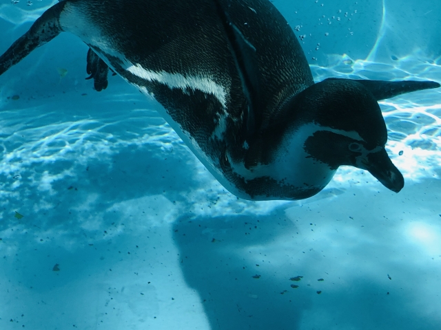 フンボルトペンギン