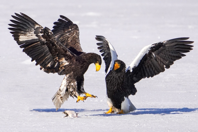 若オオワシと成鳥