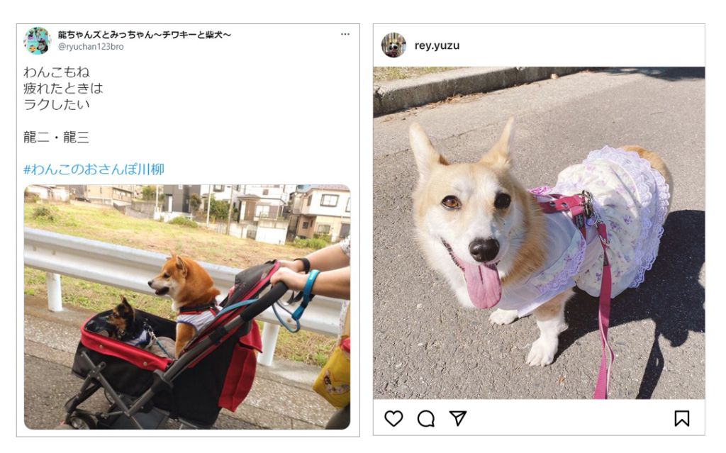 わんこのおさんぽ川柳