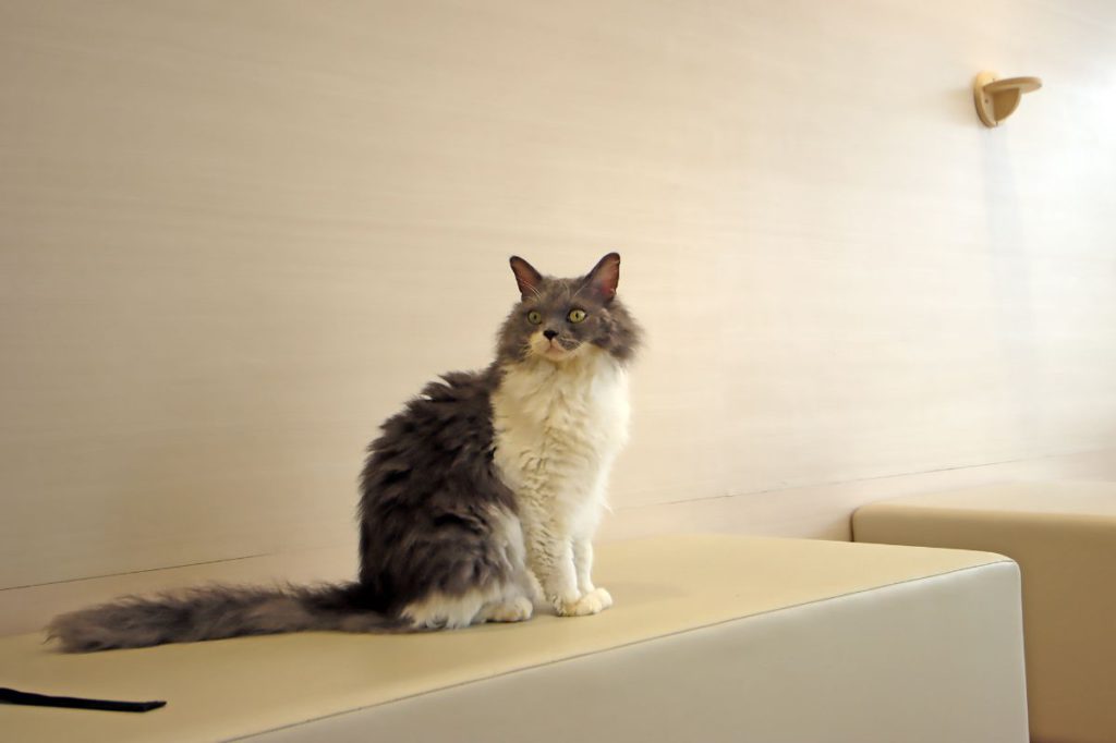 猫