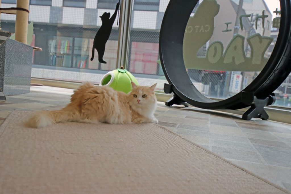 猫