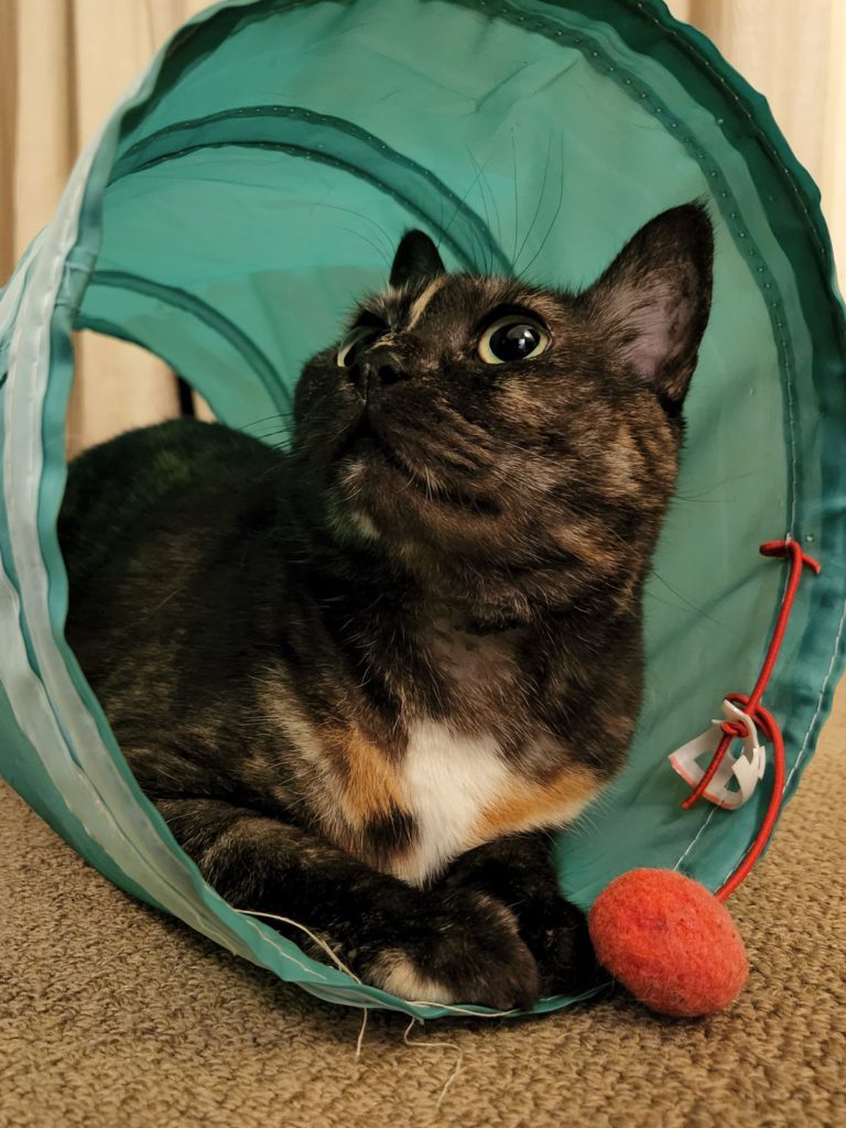 猫