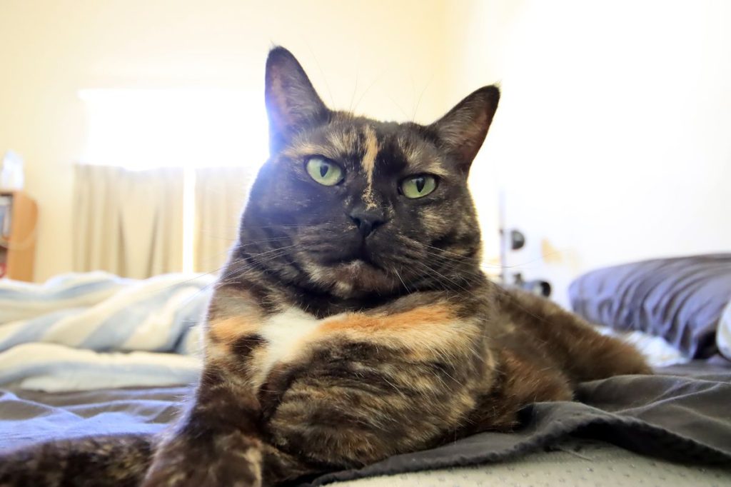 猫