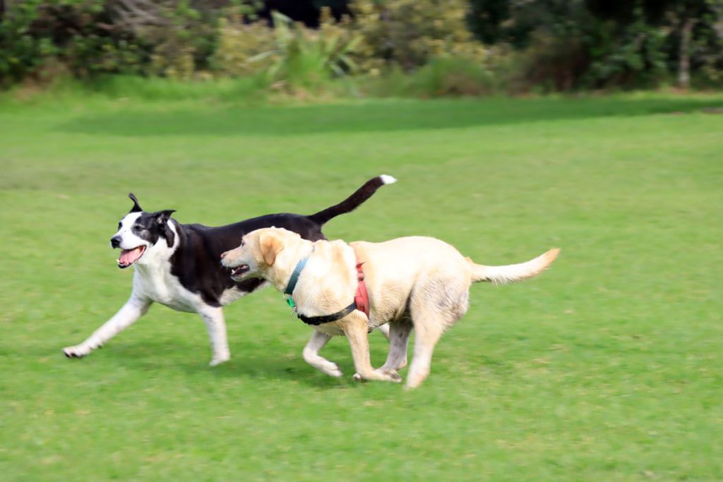 走る犬