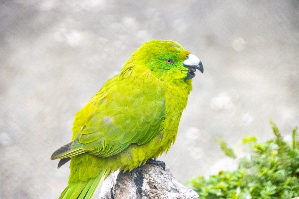 鳥バードサンクチュアリ