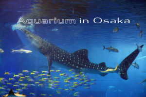2022年11月現在、開館している大阪の水族館は2つのみ！見どころやおすすめエリアを紹介