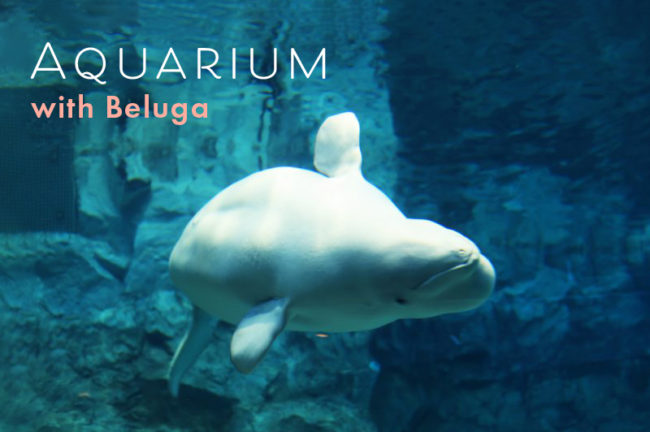 シロイルカ（ベルーガ）がいる水族館は全国で4ヶ所のみ！ショーの見どころも解説
