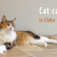 千葉県の猫カフェおすすめ10選！抱っこできるカフェから保護猫カフェまで