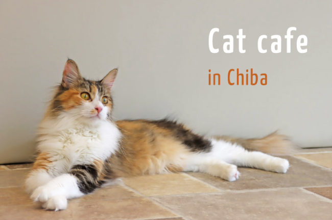 千葉県の猫カフェおすすめ10選!抱っこできるカフェから保護猫カフェまで