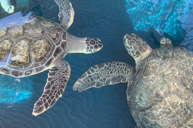 ≪冬季限定≫保護個体のアオウミガメを展示 【AQUARIUM × ART átoa（アトア）】