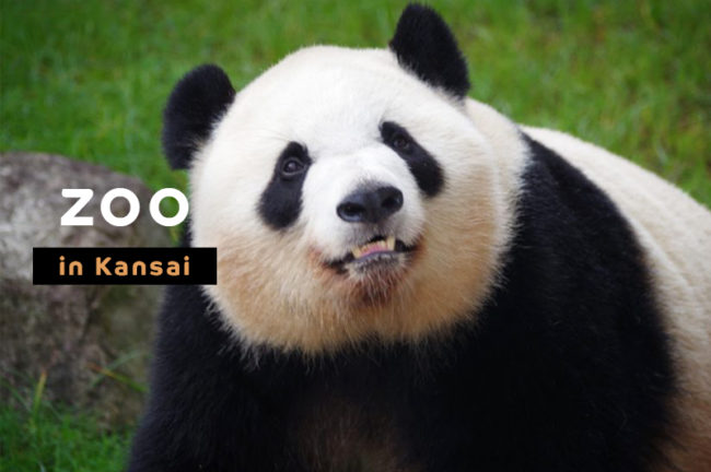 関西地方で人気のおすすめ動物園10選ふれあいコーナーやイベントも紹介