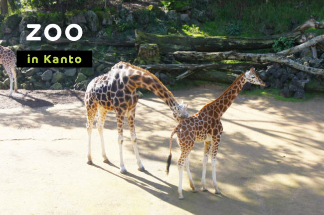 関東の人気動物園おすすめ10選!ふれあいコーナーやイベントも紹介
