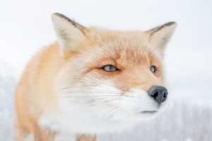 写真家・井上浩輝さん解説！野生動物の撮り方Vol.1「キタキツネ」をもふもふに撮るには