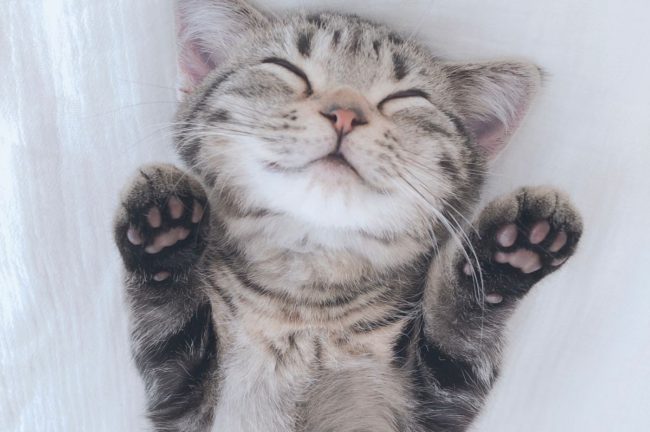 【史上最大規模で送る！ねこ写真パネル＆グッズ展「ねこにすと５５　ねこにすとEXPO」〜ゴーゴー猫篇〜】浅草・台東館にて大型ねこキャラコラボの特別３DAYS開催！