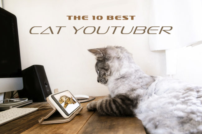 もふもふに癒される！猫ちゃんのYouTubeチャンネルおすすめ10選
